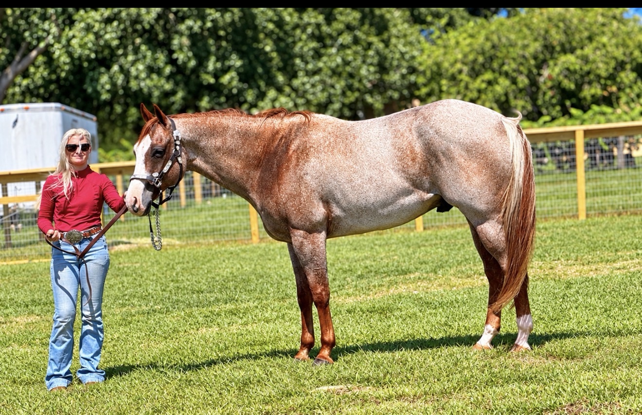 Struttin Cowboy posed in a halter with Hayley