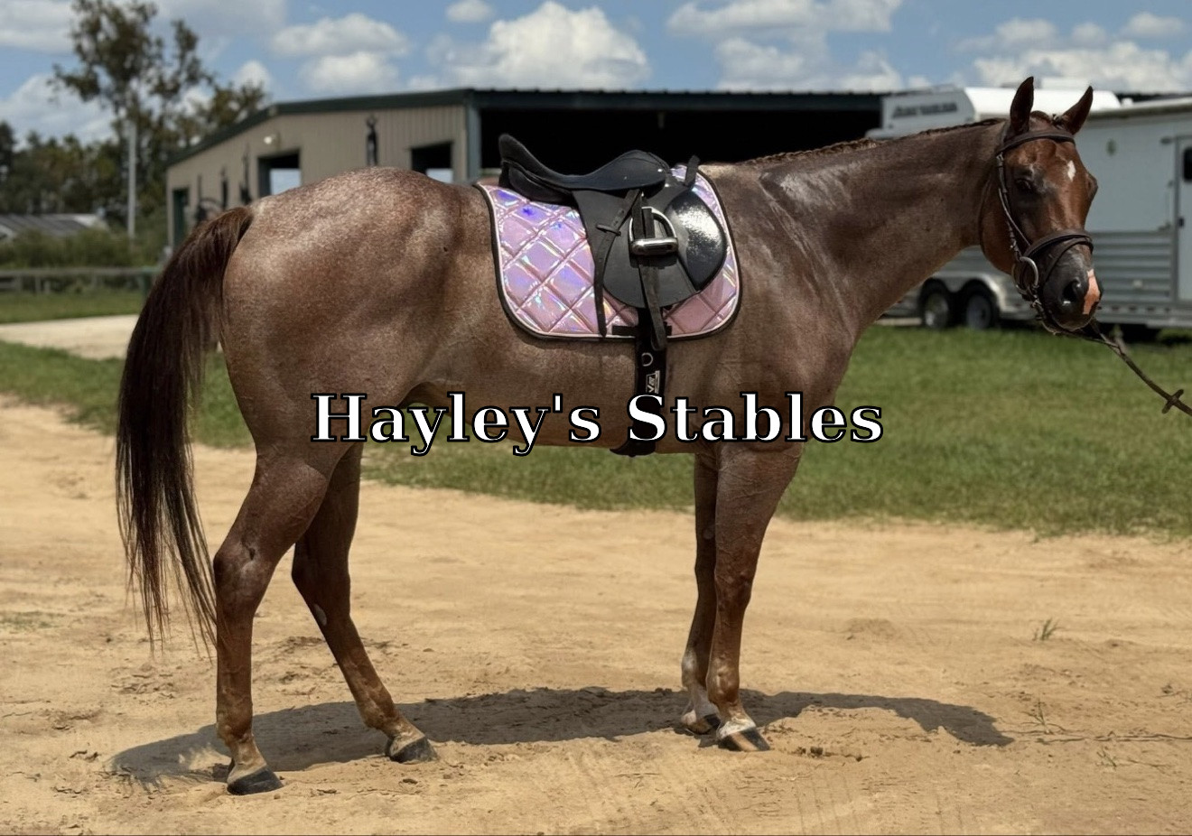 Horse previously sold by Hayley Stables