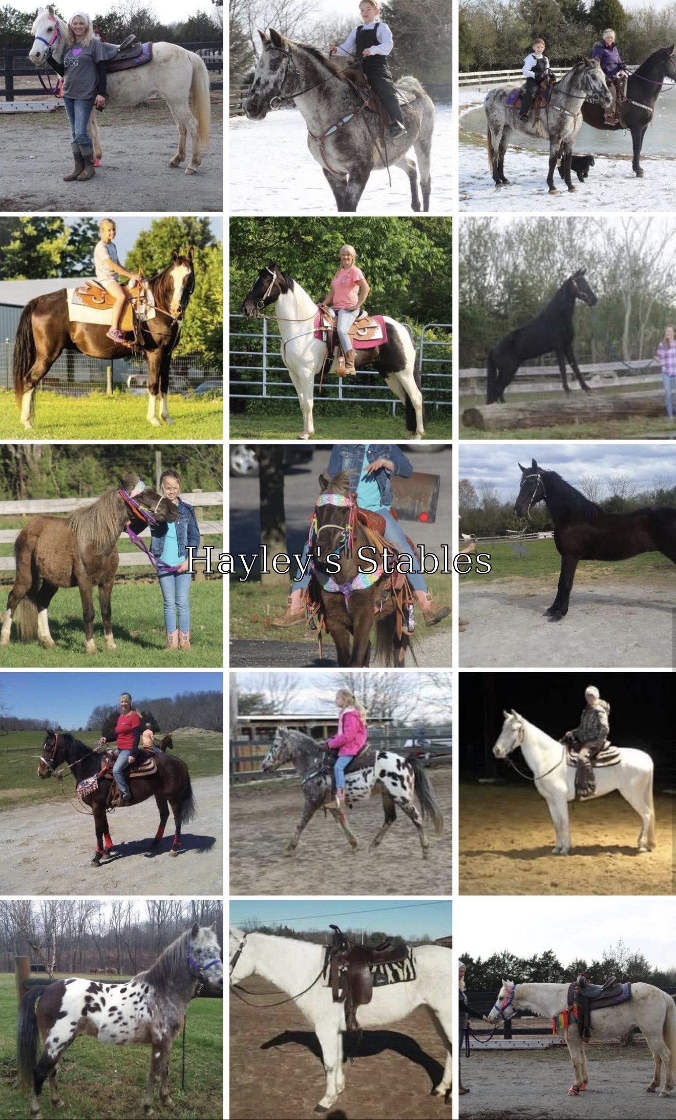 Horse previously sold by Hayley Stables