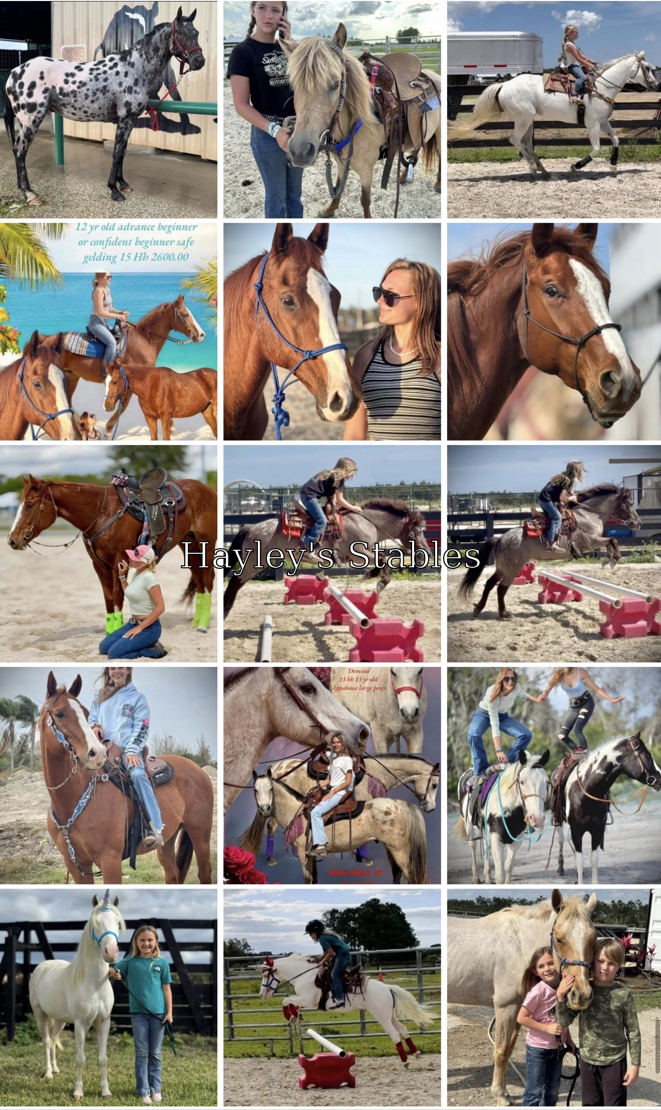 Horse previously sold by Hayley Stables