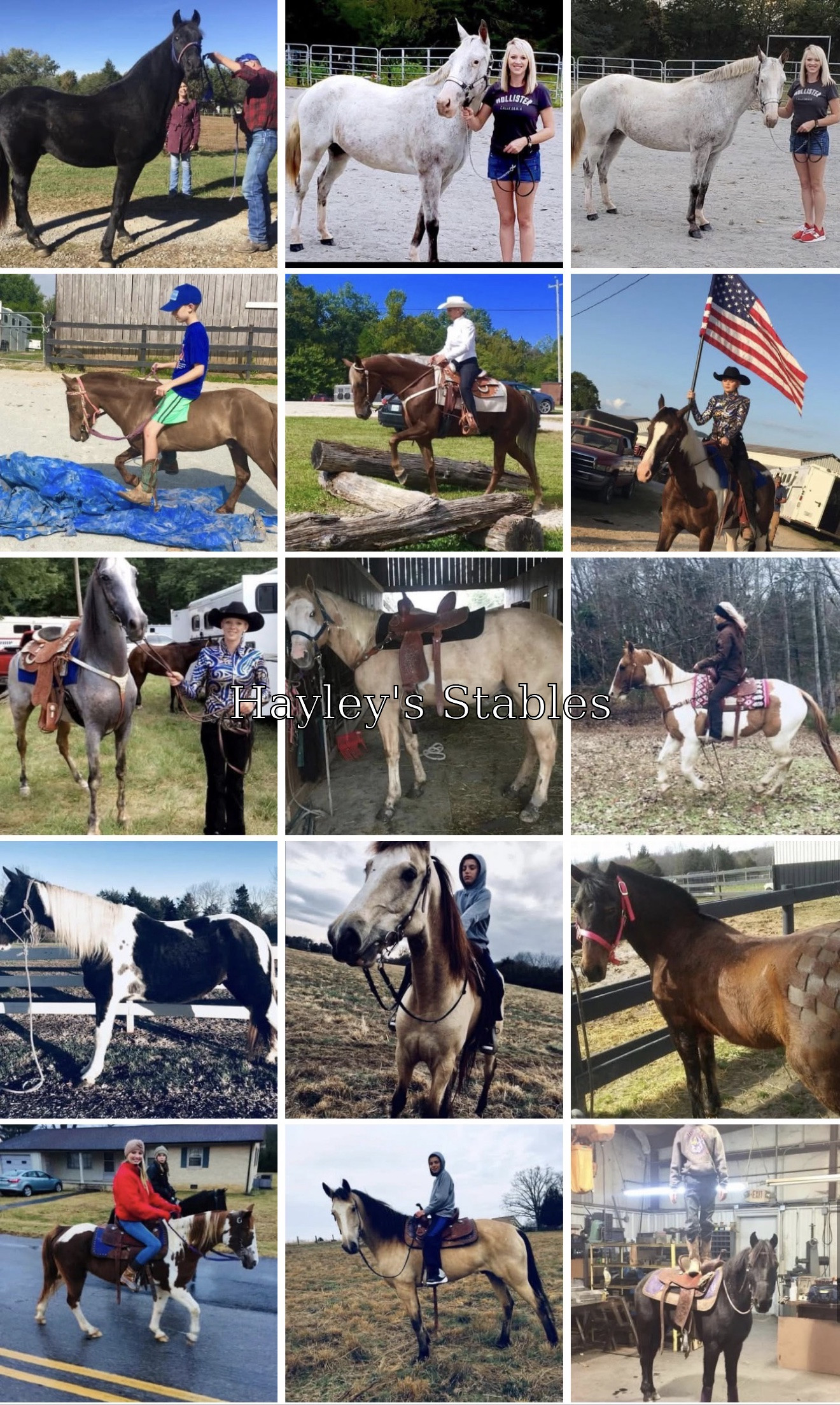 Horse previously sold by Hayley Stables