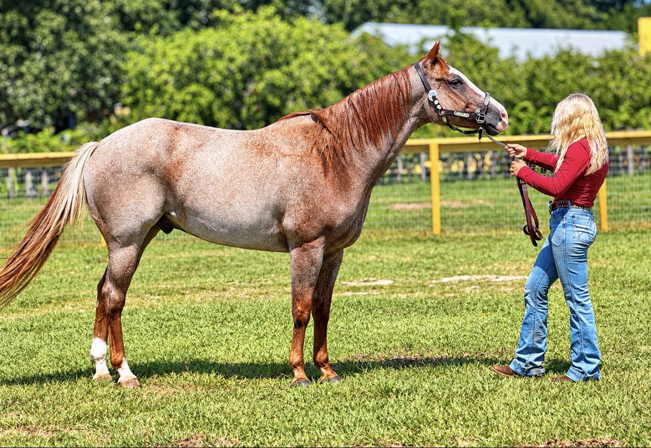 Struttin Cowboy posed from the opposite side in a halter