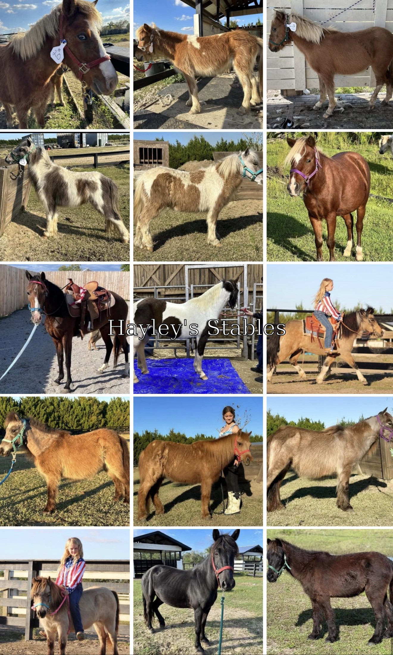 Horse previously sold by Hayley Stables