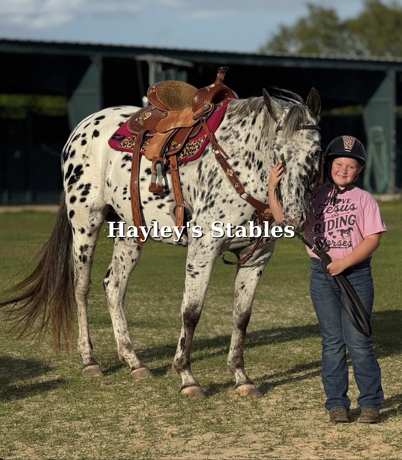 Horse previously sold by Hayley Stables standing outdoors