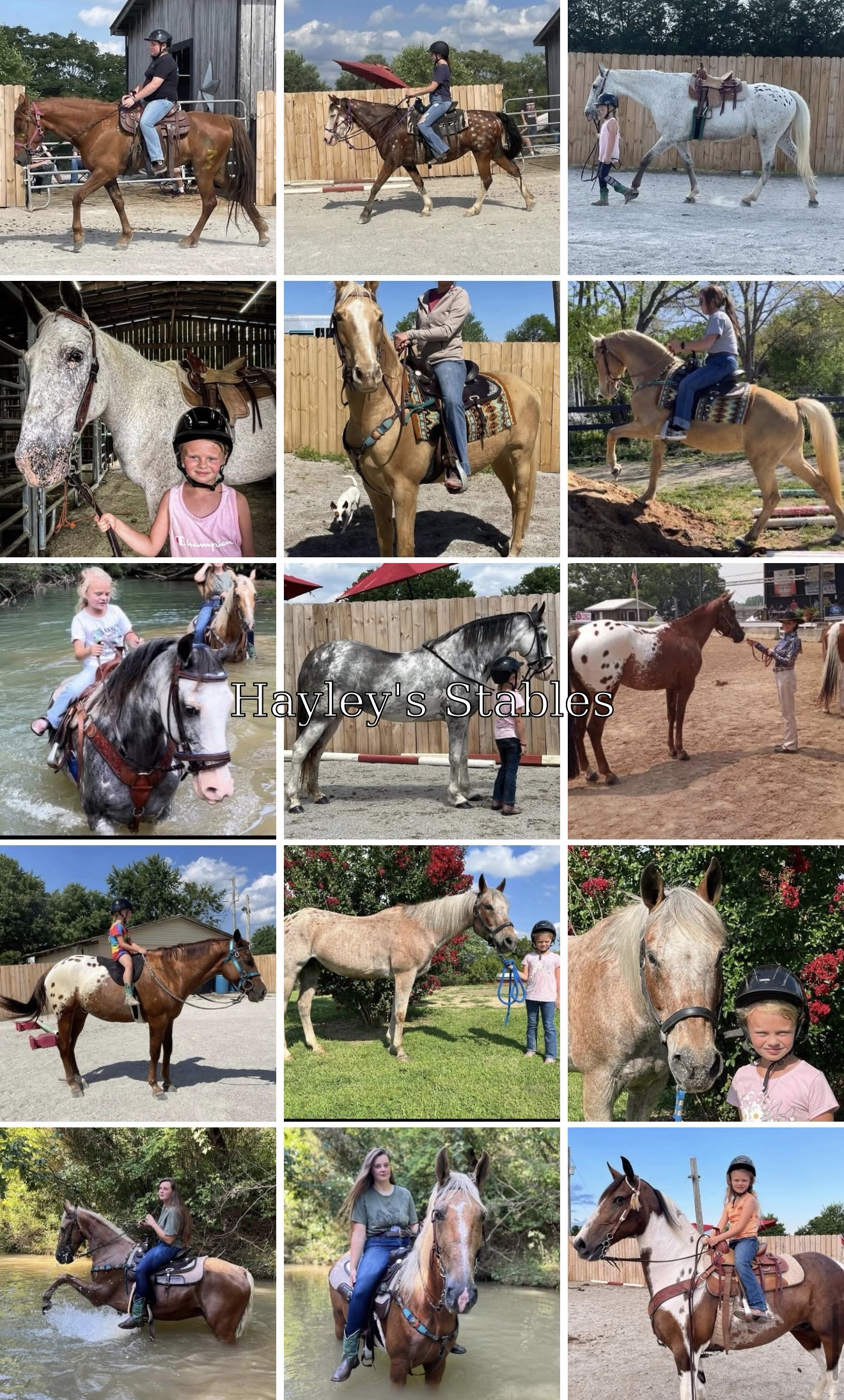 Horse previously sold by Hayley Stables