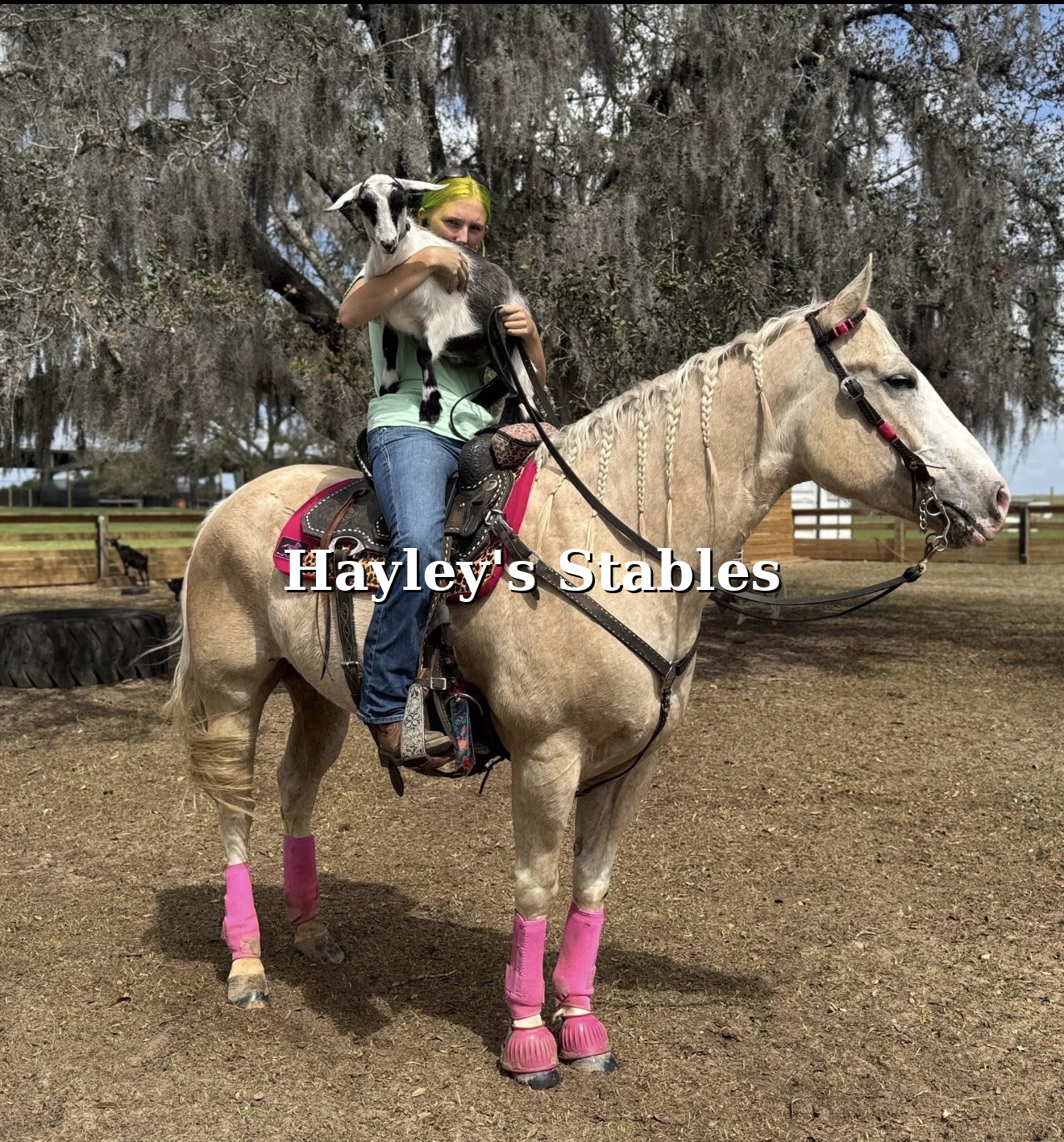 Horse previously sold by Hayley Stables under saddle