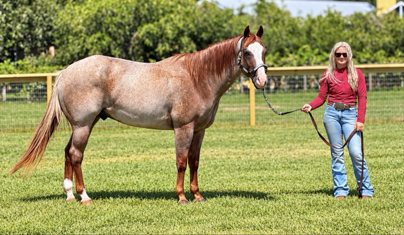 Full-body portrait of Struttin Cowboy in a halter