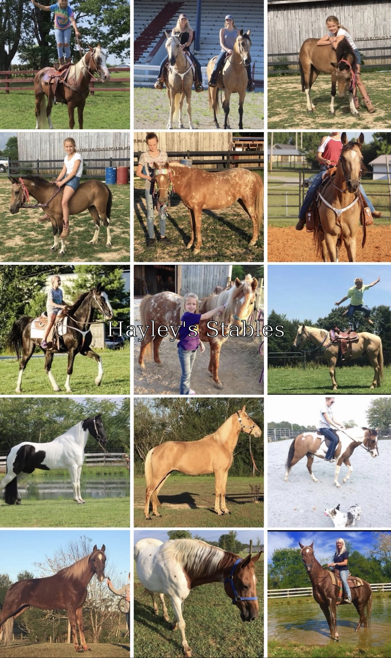 Horse previously sold by Hayley Stables