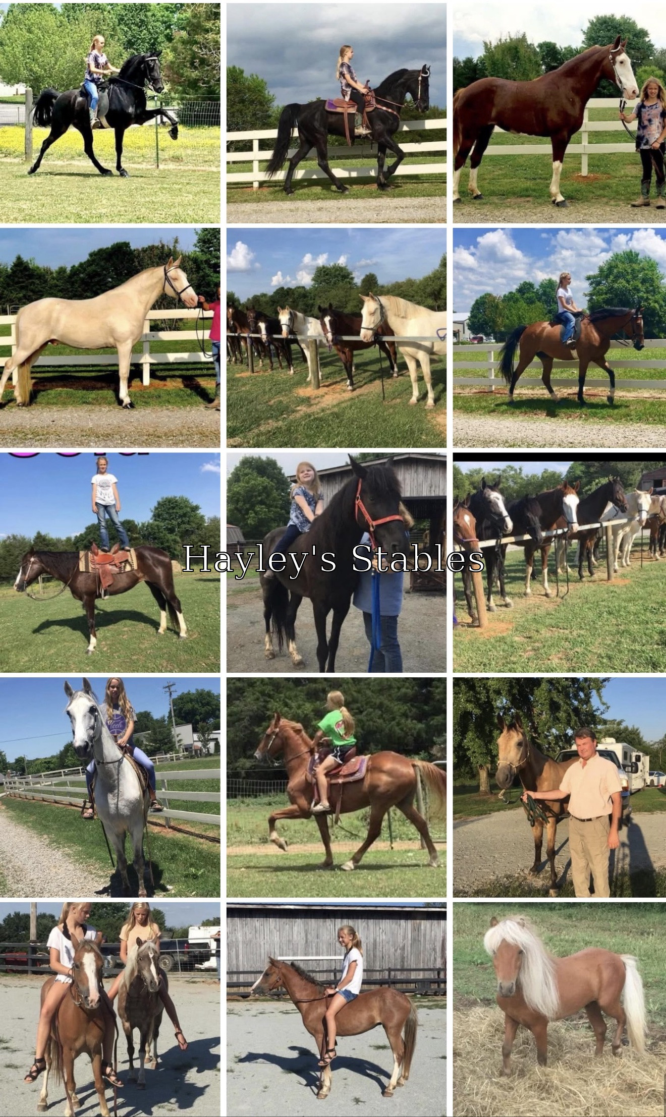 Horse previously sold by Hayley Stables