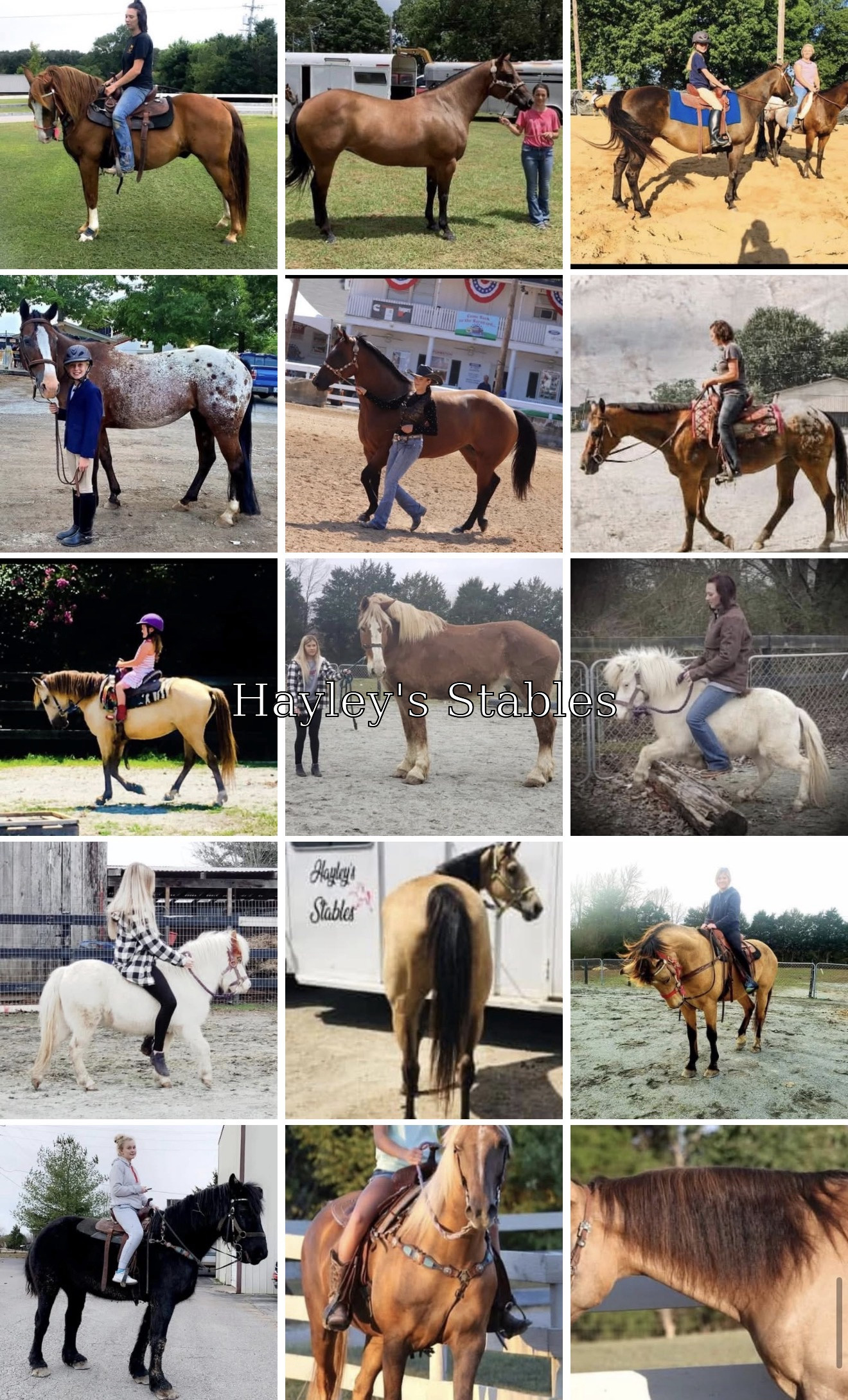 Horse previously sold by Hayley Stables