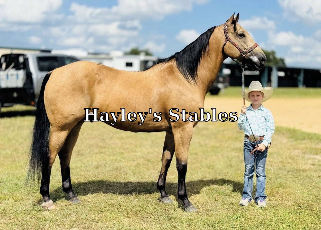 Horse previously sold by Hayley Stables