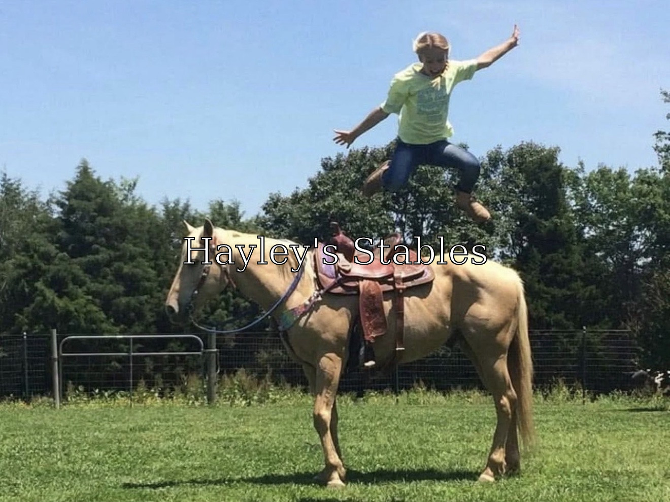 Horse previously sold by Hayley Stables