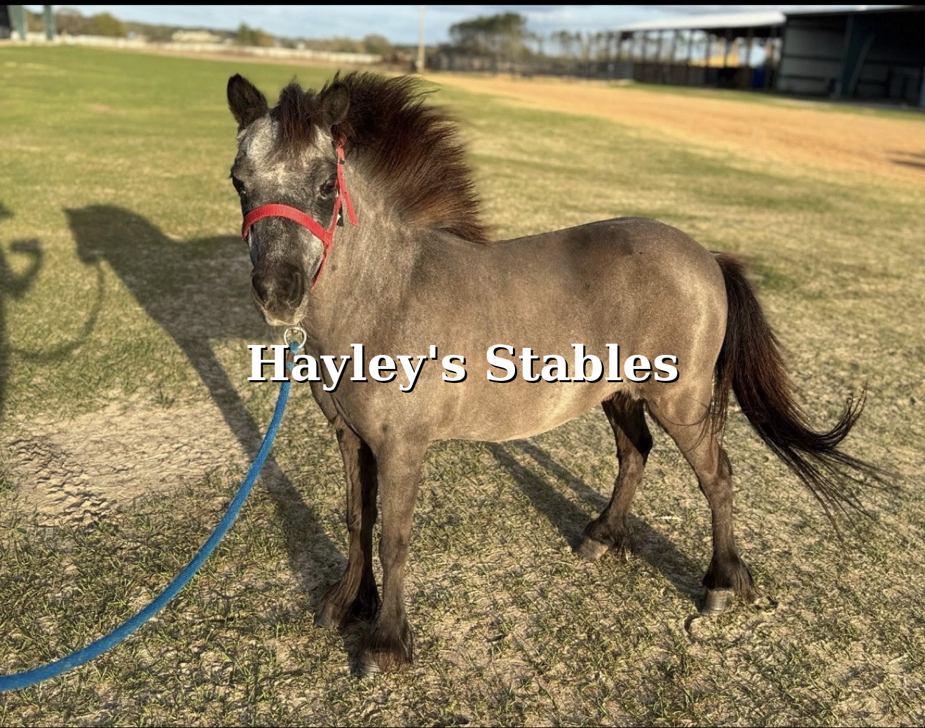 Horse previously sold by Hayley Stables being ridden