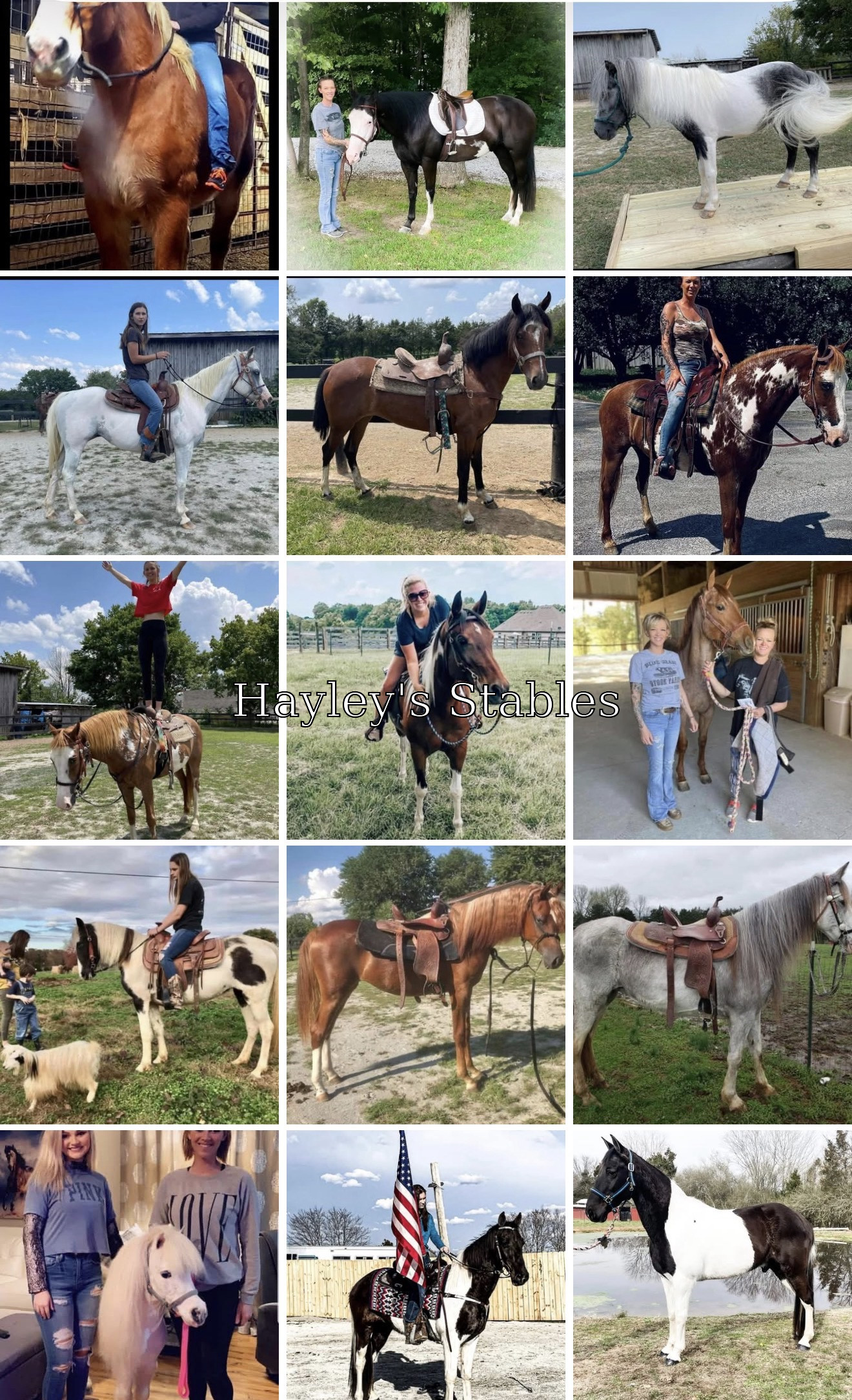 Horse previously sold by Hayley Stables