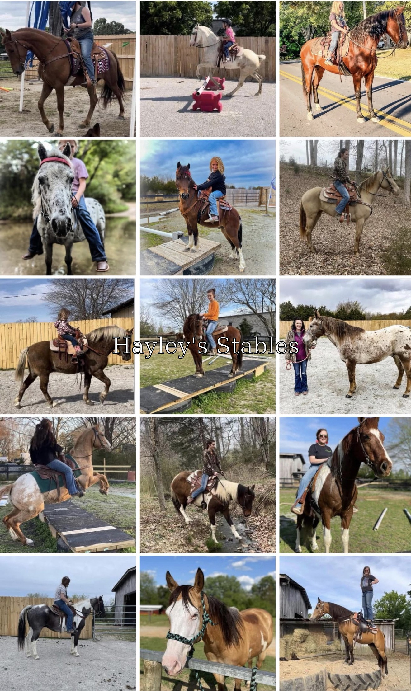 Horse previously sold by Hayley Stables