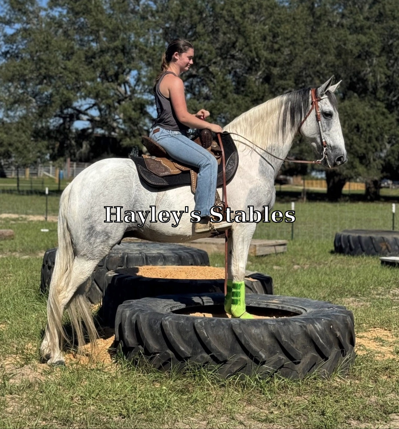 Horse previously sold by Hayley Stables
