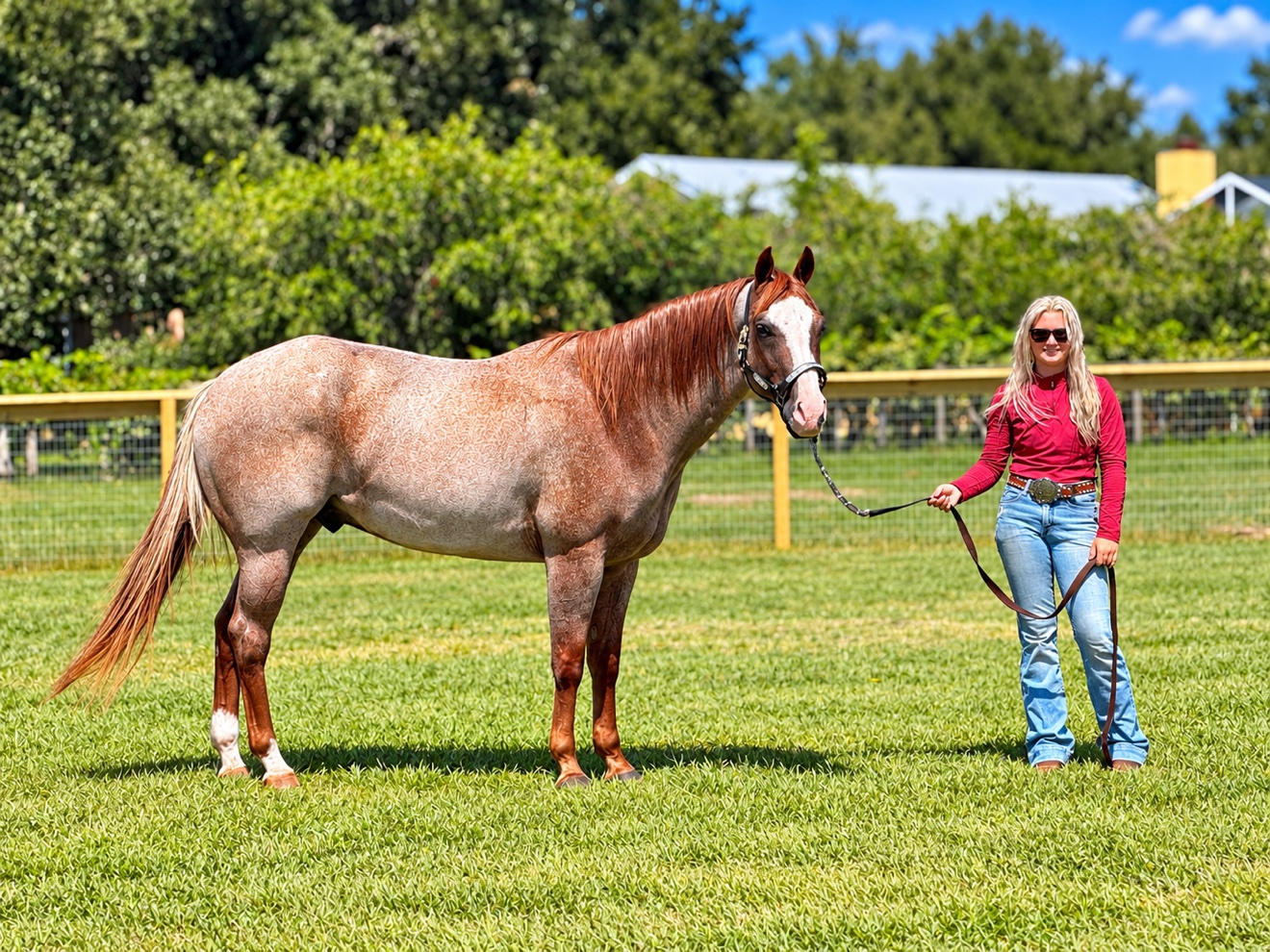 Struttin Cowboy standing for a full-body halter portrait
