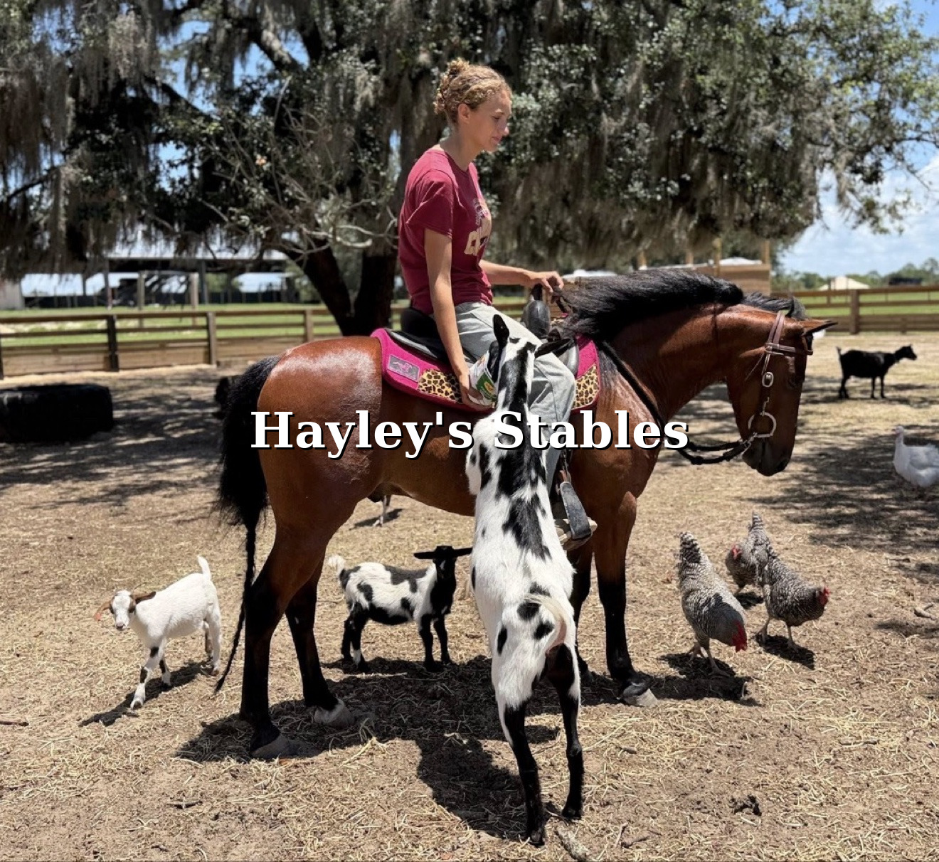 Horse previously sold by Hayley Stables at a riding facility