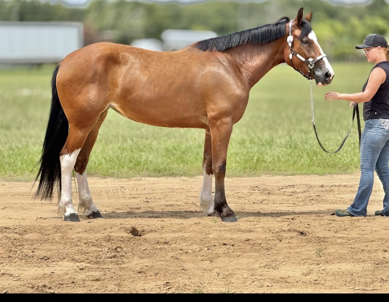 Horse shown in a full-body conformation view