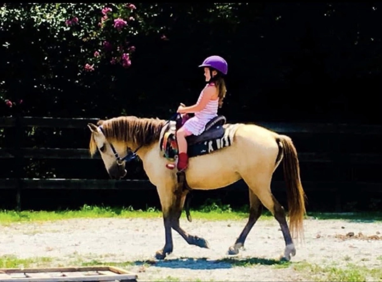 A horse purchased through Hayley Stables in a field