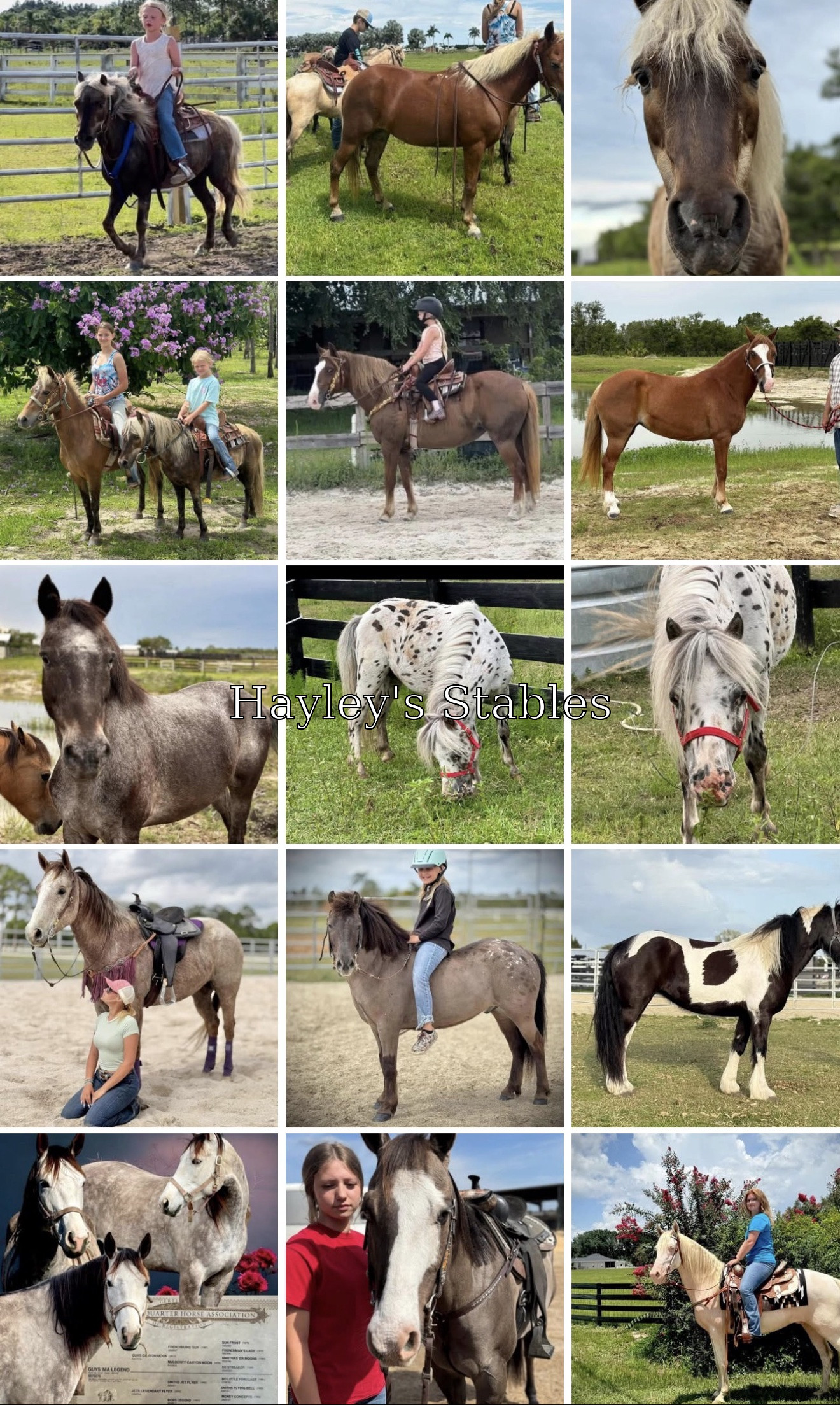 Horse previously sold by Hayley Stables