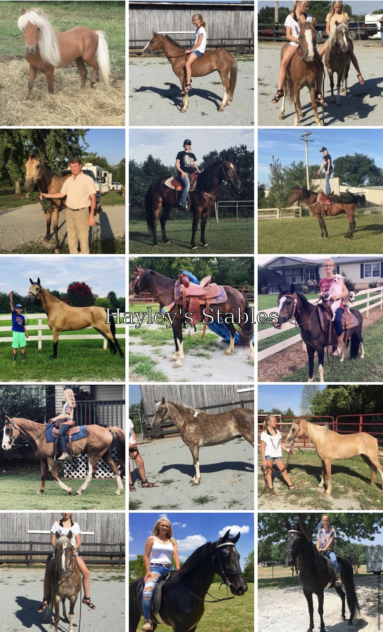 Horse previously sold by Hayley Stables