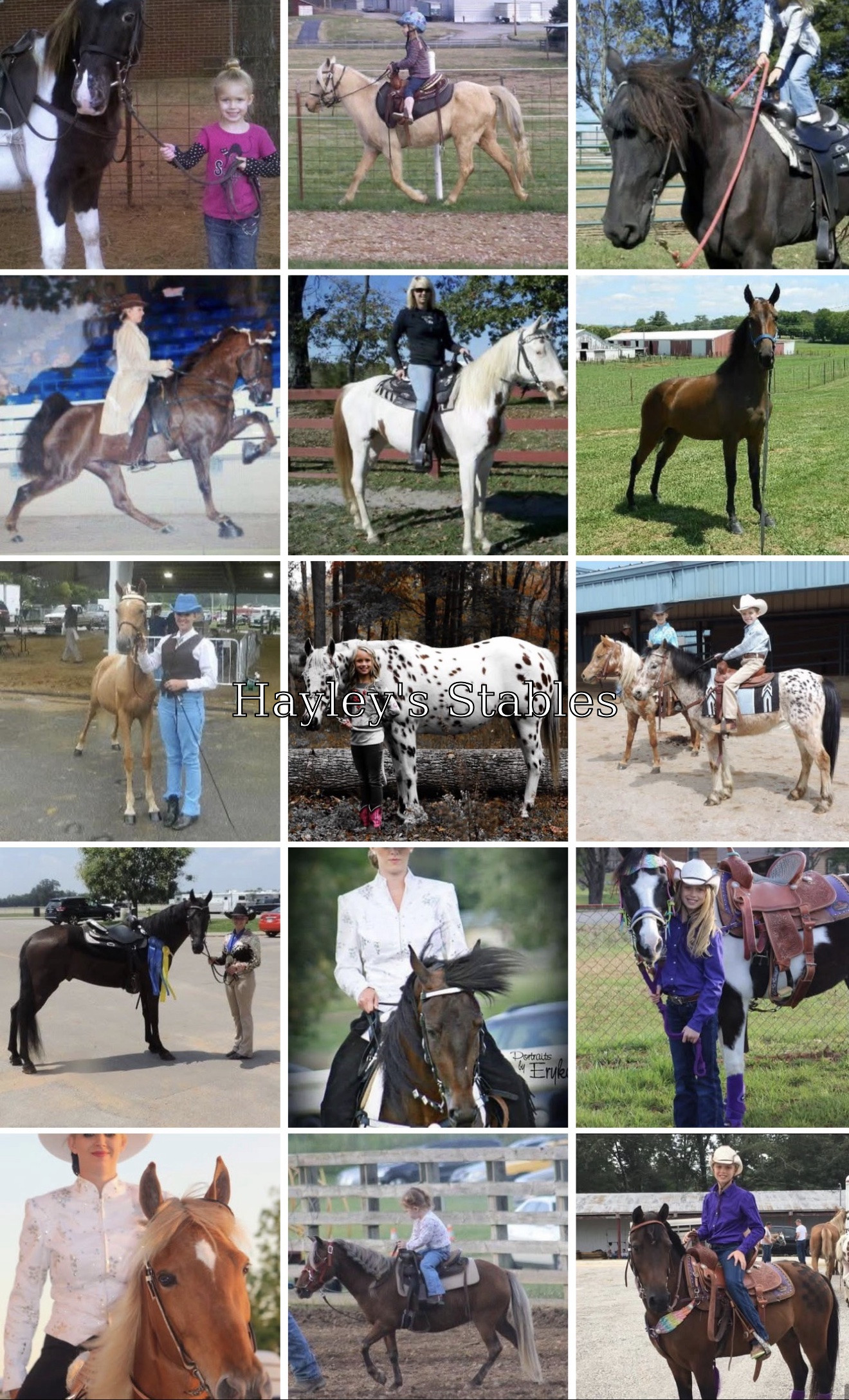 Horse previously sold by Hayley Stables