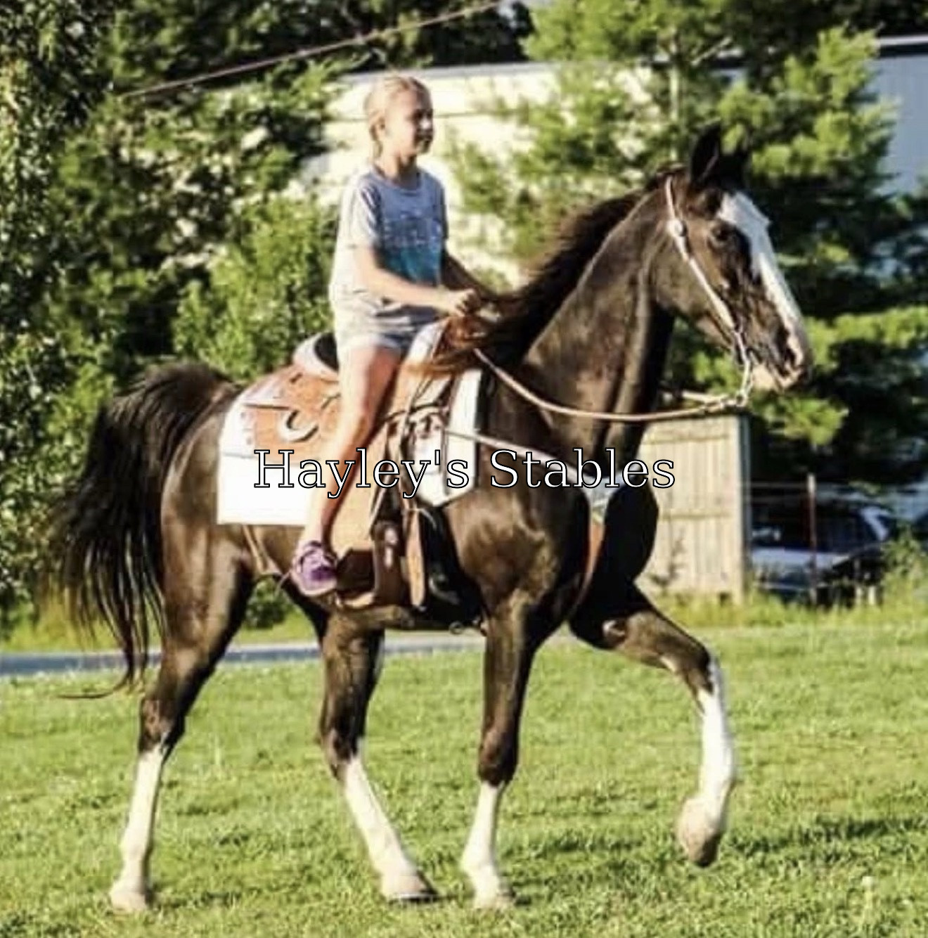Horse previously sold by Hayley Stables