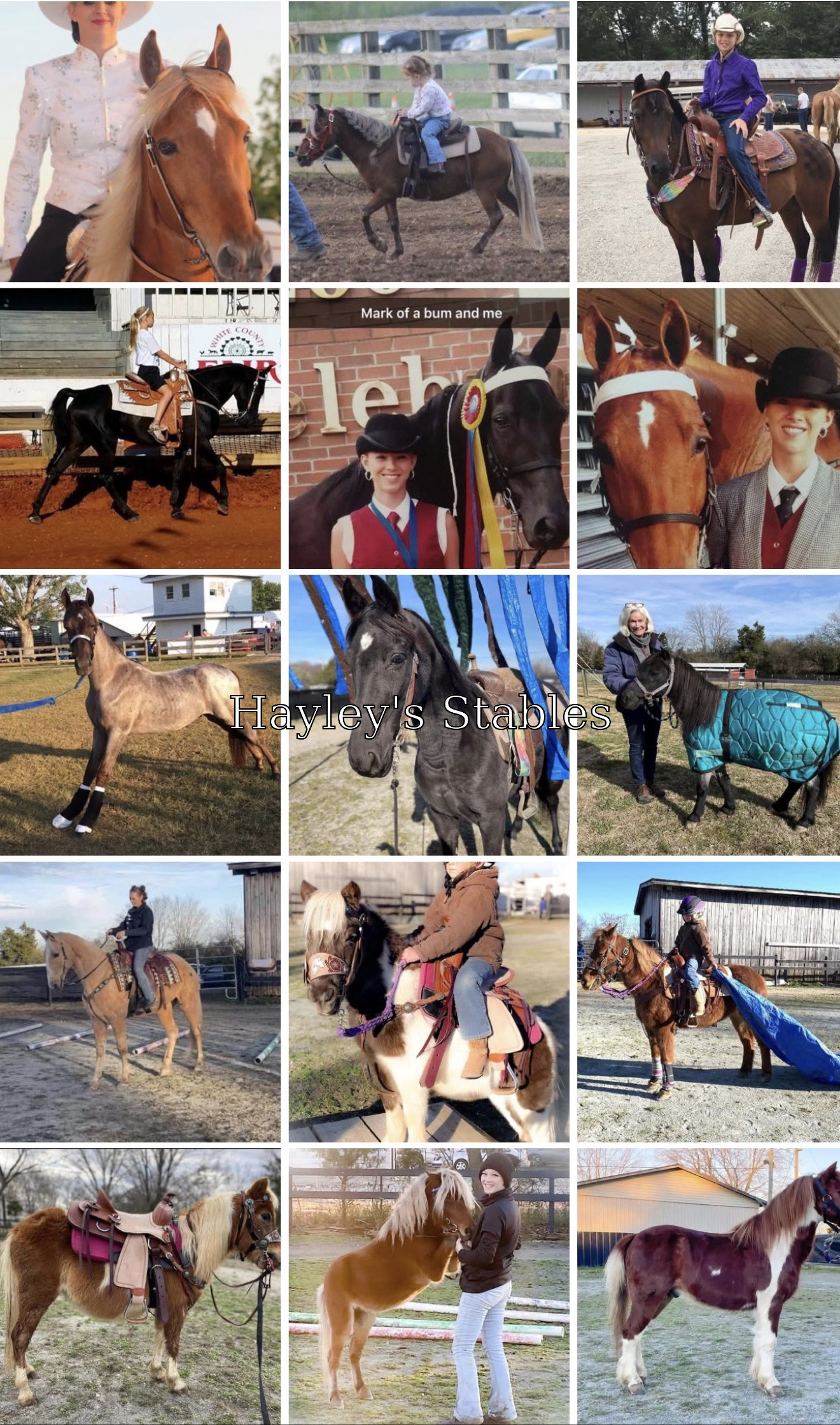 Horse previously sold by Hayley Stables