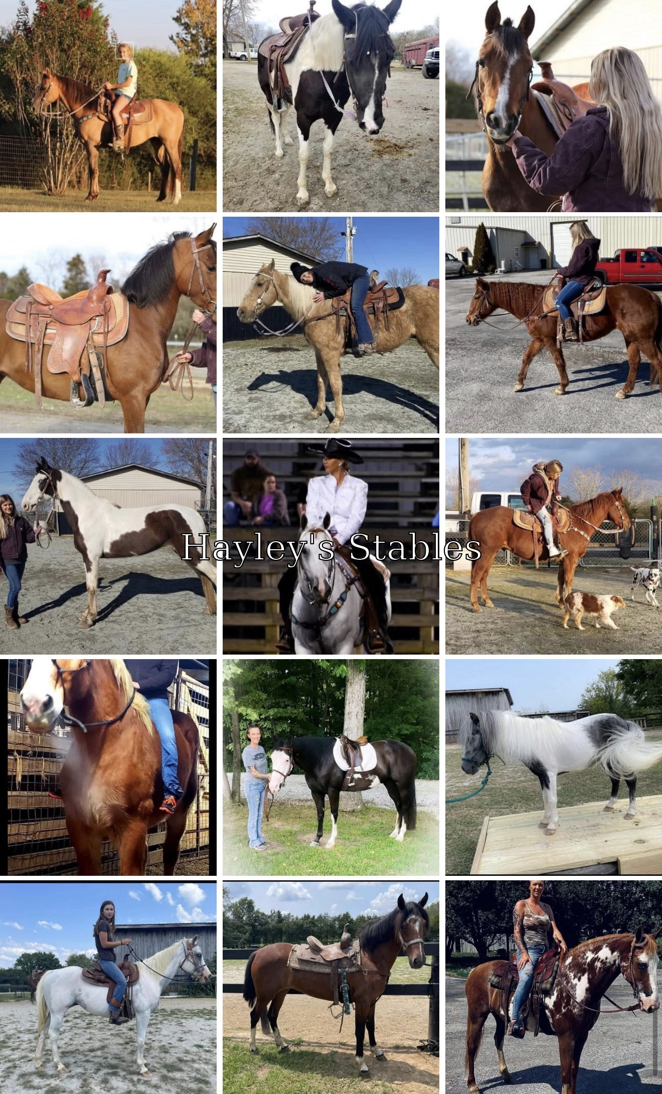 Horse previously sold by Hayley Stables