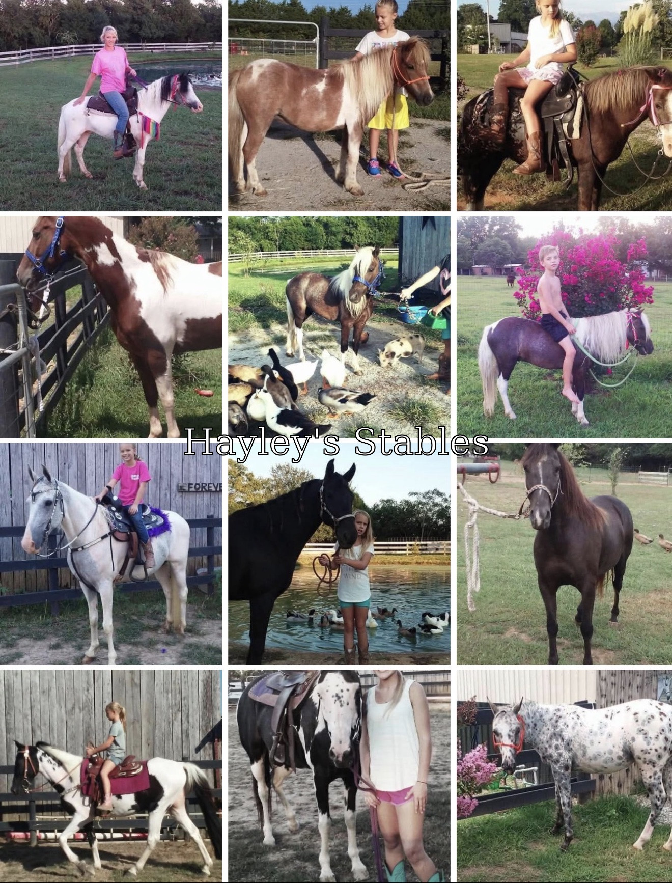 Horse previously sold by Hayley Stables