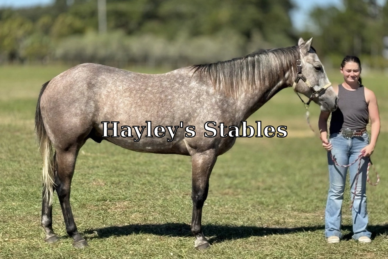 Horse previously sold by Hayley Stables
