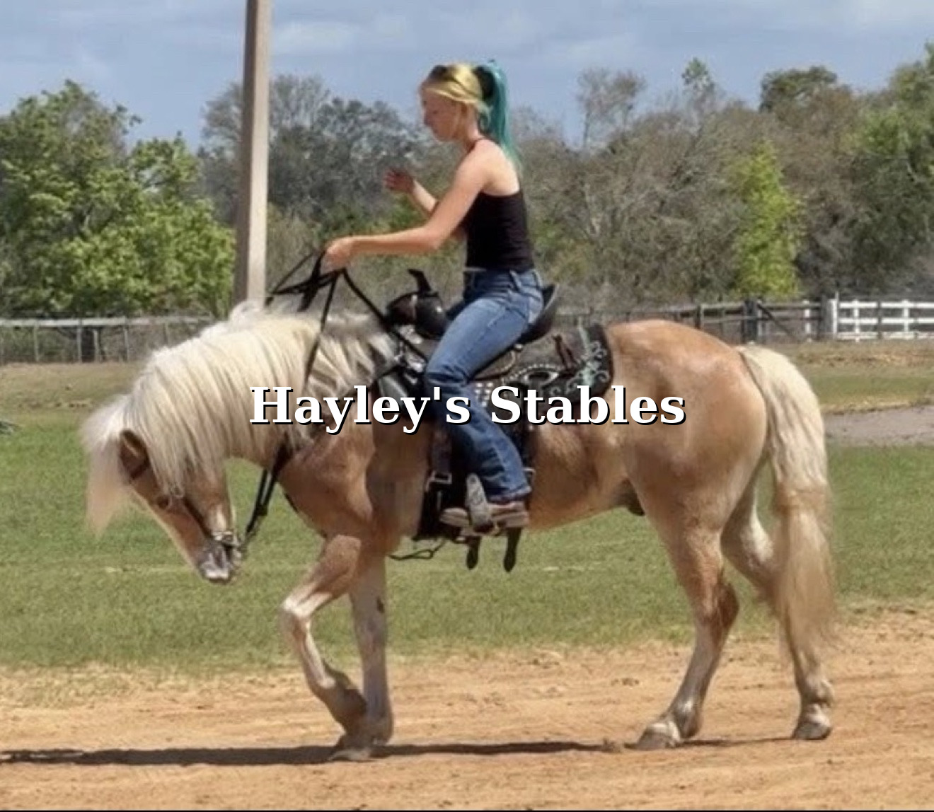 Horse previously sold by Hayley Stables being ridden in an arena