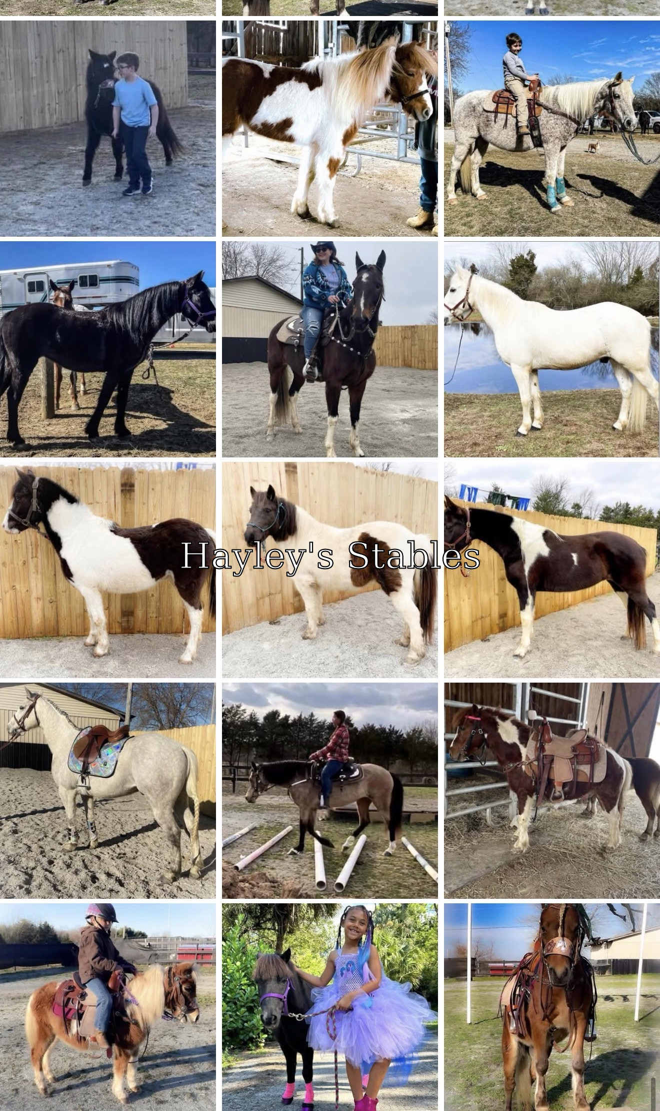 Horse previously sold by Hayley Stables