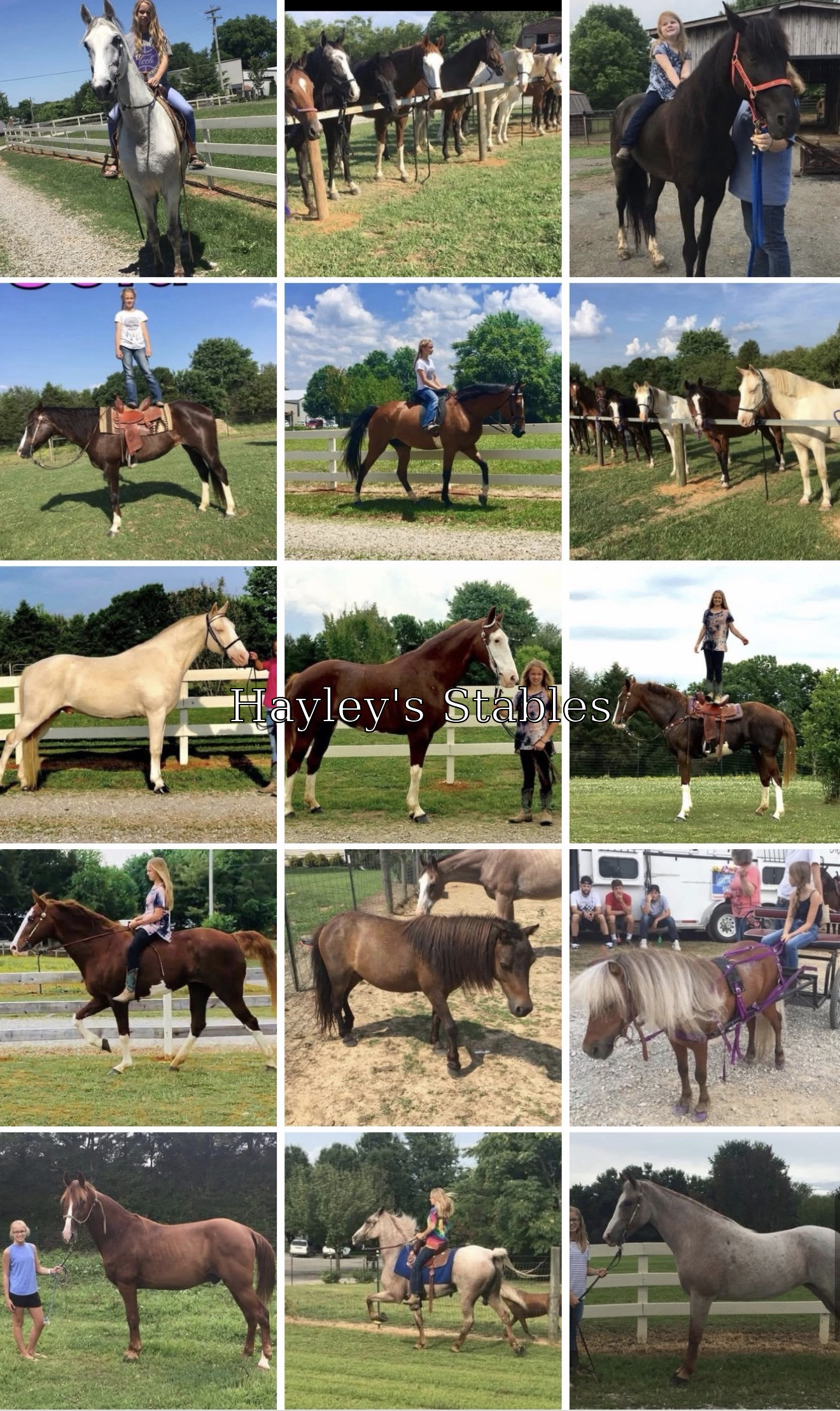 Horse previously sold by Hayley Stables