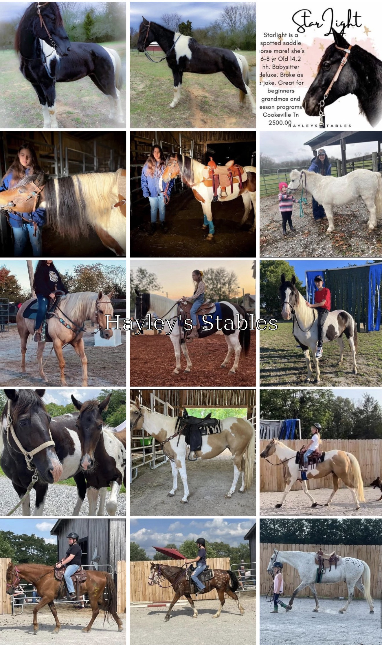Horse previously sold by Hayley Stables