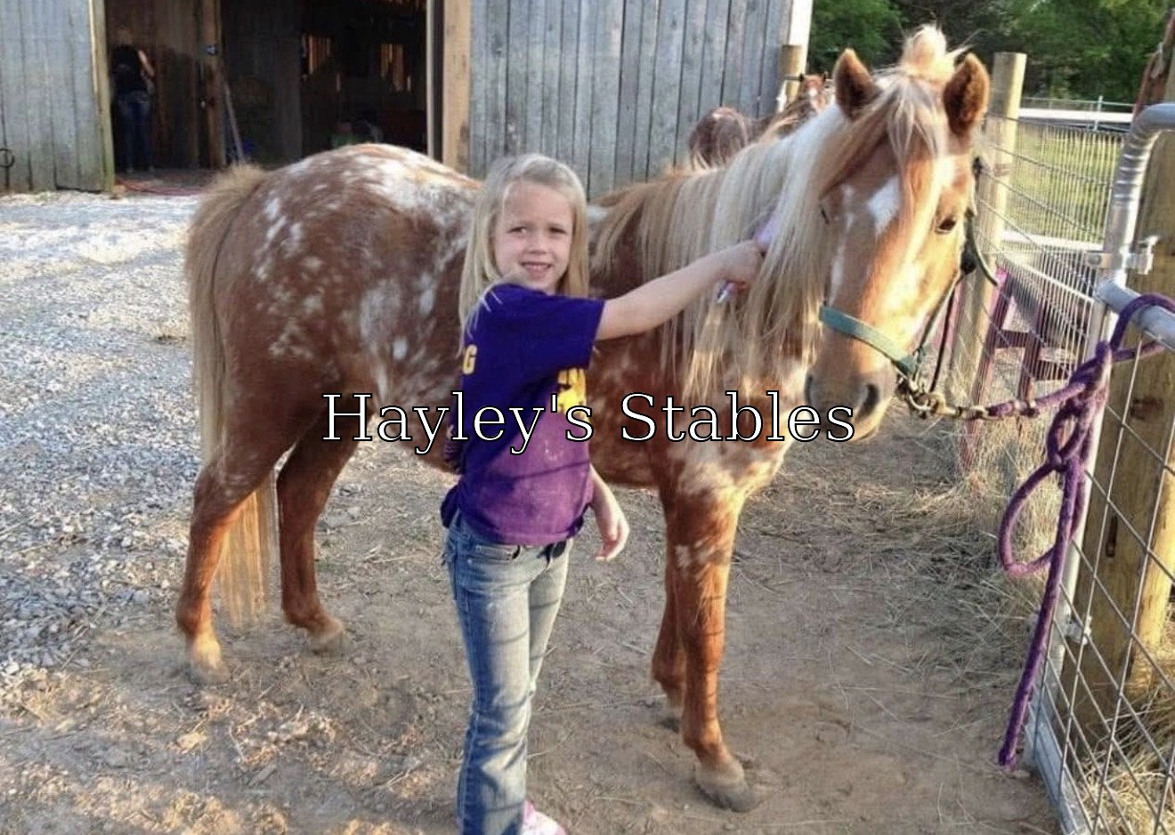 Horse previously sold by Hayley Stables