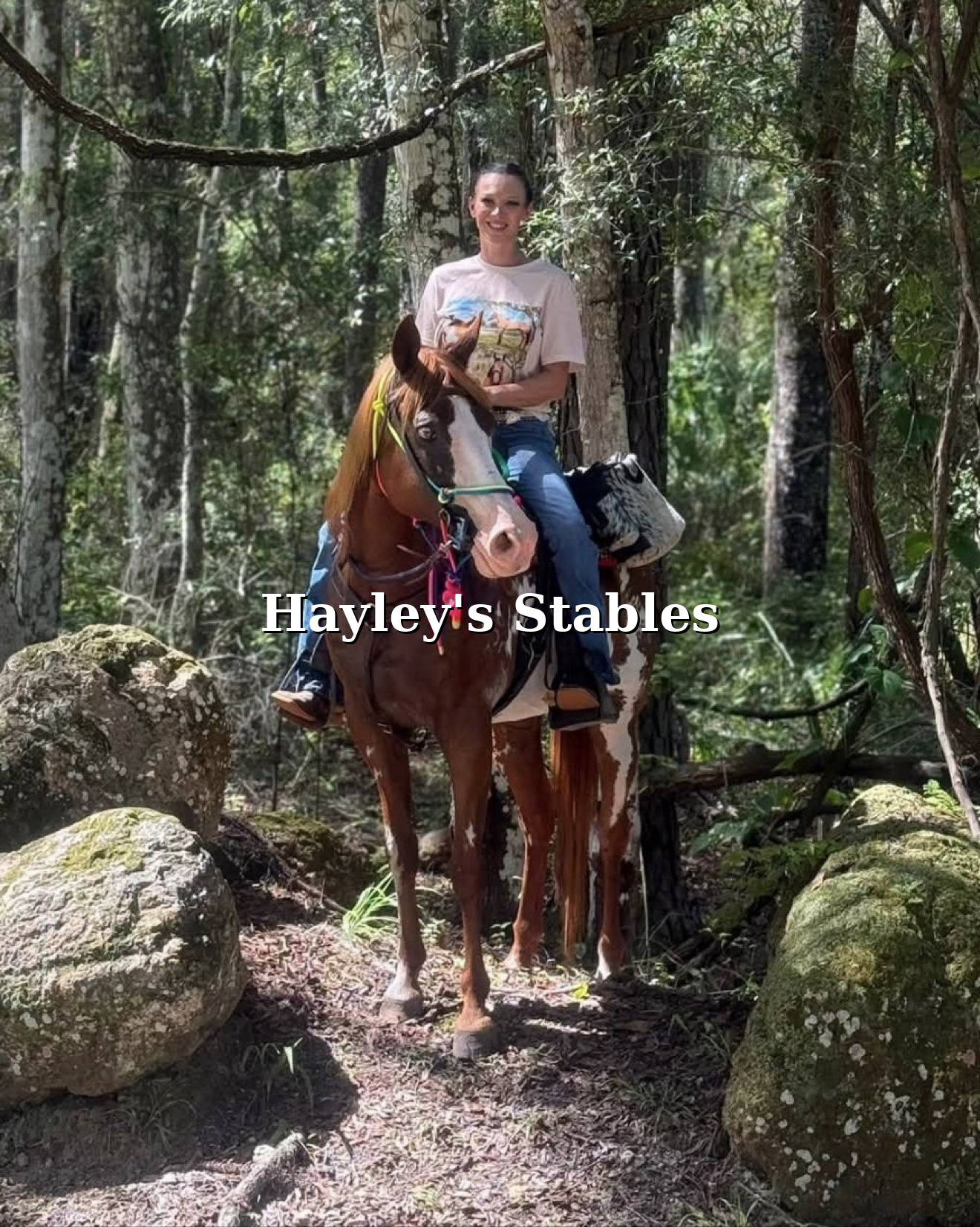 Horse previously sold by Hayley Stables in an outdoor portrait